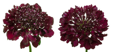 Flower head of pincushion flowersの写真素材