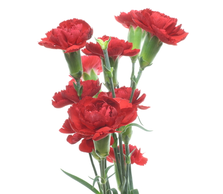 Carnation in a white backgroundの写真素材