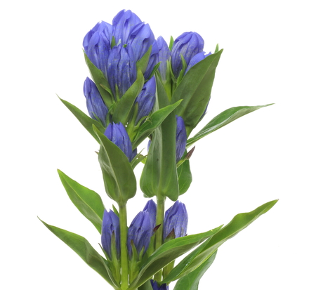Gentian in a white background の写真素材