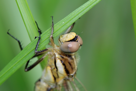 Closeup picture of dragonfly
