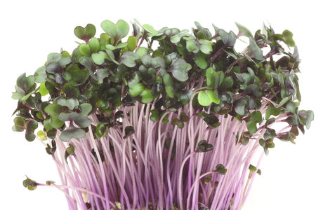 Sprout of purple cabbageの写真素材