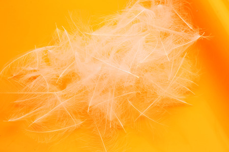 feathers for fly fishing fishhookの写真素材