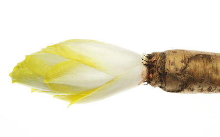 Chicory with a root