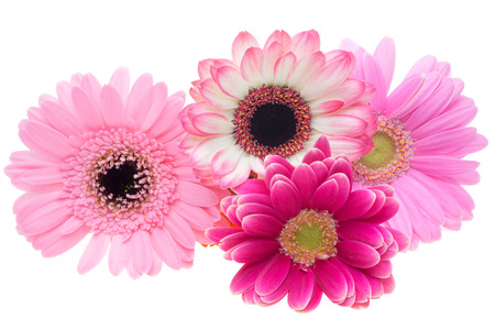 Flower head of the transvaal daisyの写真素材