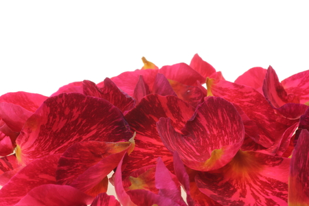 Petals of roseの写真素材