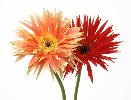 Transvaal daisy in a white backgroundの写真素材