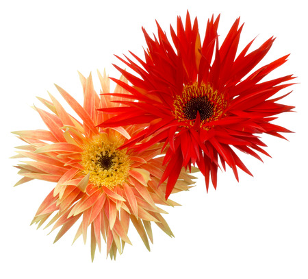 Flower head of the transvaal daisyの写真素材