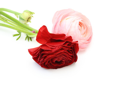 Persian buttercup