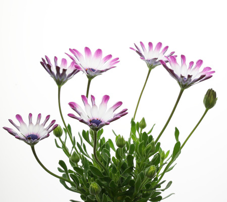 African daisy in a white backgroundの写真素材