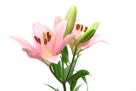 Lilyの写真素材