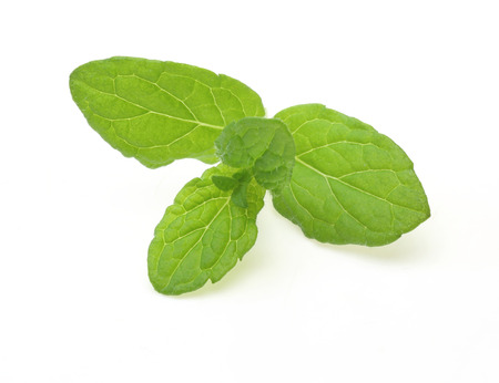 Peppermintの写真素材