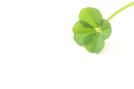 Four leaf cloverの写真素材