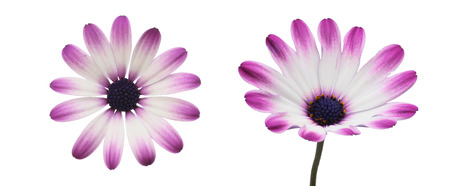 Flower head of african daisyの写真素材