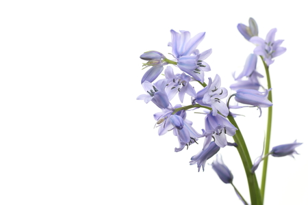 English  bluebellの写真素材