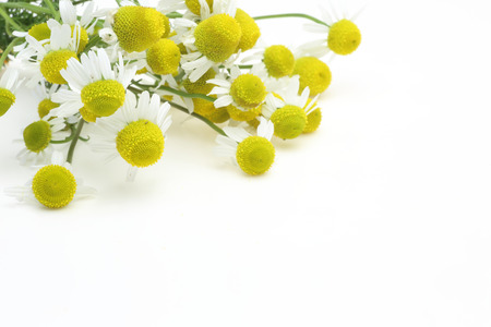 Bouquet of of chamomileの写真素材