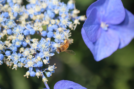 Bee on hydrangea
