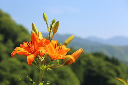 Lilies in plateauの写真素材