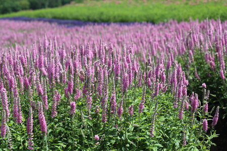 Flower garden of speedwellの写真素材