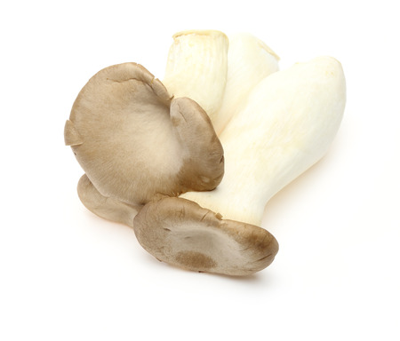 King trumpet mushroomの写真素材