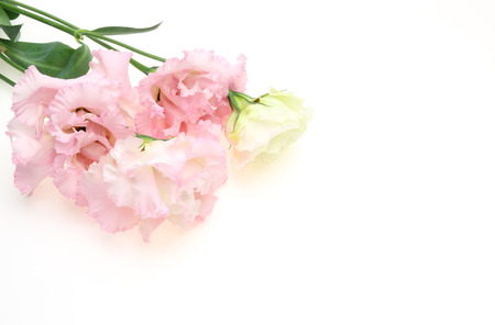 Eustomaの写真素材