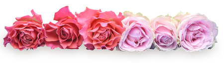 Bouquet of rosesの写真素材