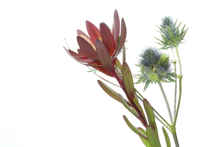 Eryngium and Leucadendronの写真素材