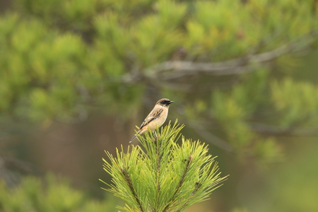 Stonechat on a pine treeの写真素材