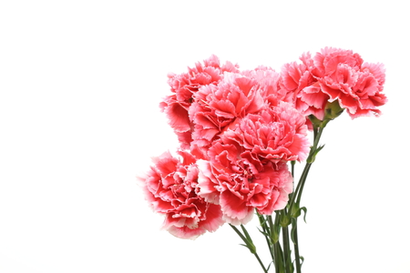 Bouquet of carnationの写真素材