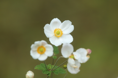 Japanese anemoneの写真素材