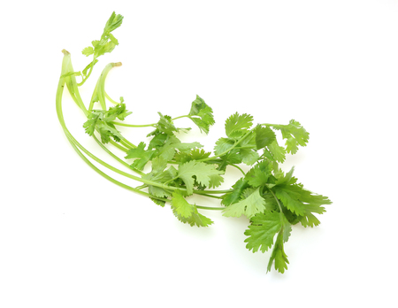 Coriander a white backgroundの写真素材