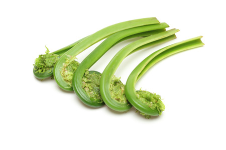 Sprout of drstrich fernの写真素材