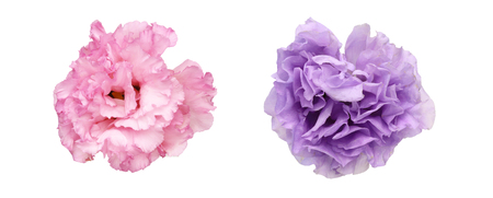 Flower head of eustoma
