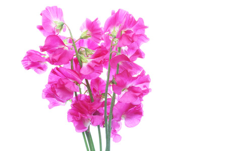 Sweet pea