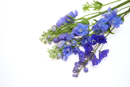 Delphinium in a white backgroundの写真素材