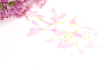 Petal of chrysanthemumの写真素材