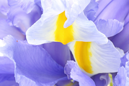 Closeup picture of iris