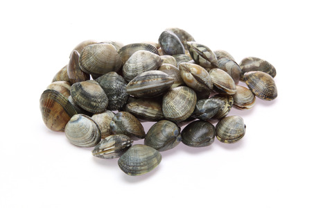 Clams in a white backgroundの写真素材
