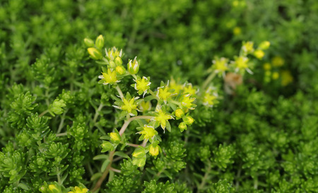 Moss background