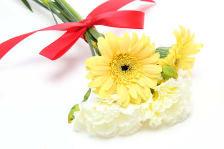 Transvaal daisy in a white backgroundの写真素材