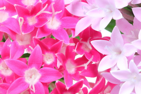 Closeup picture of Pentasの写真素材