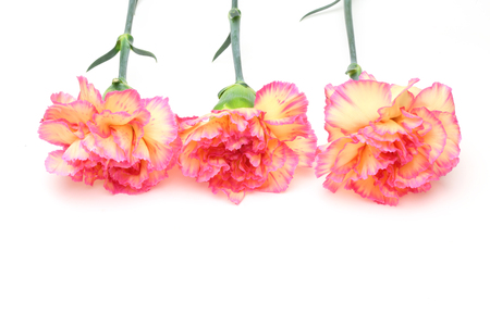 Bouquet of carnationの写真素材