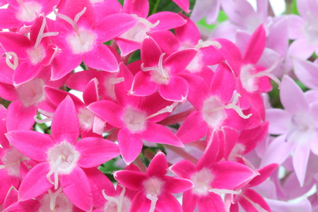 Closeup picture of Star clusterの写真素材