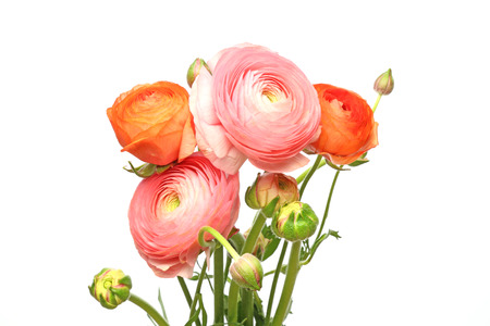 Bouquet of Persian buttercupの写真素材