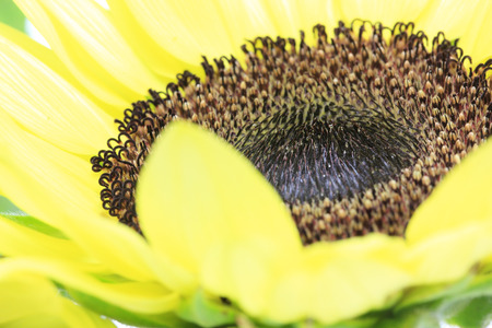 Closeup picture of sunflowerの写真素材
