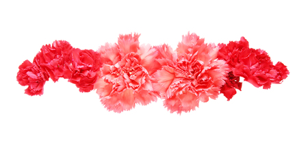 Flower head of carnationの写真素材