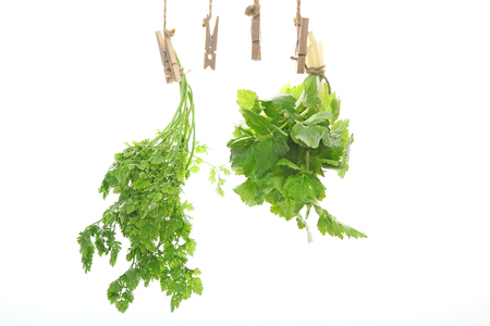 Leaf celery and chervil in a white backgroundの写真素材