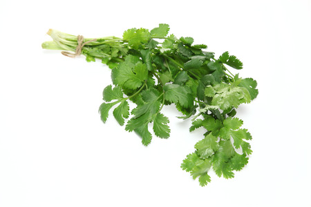 Coriander in a white backgroundの写真素材