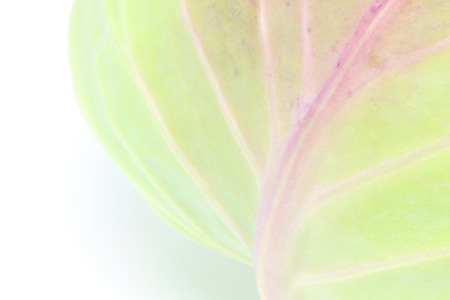 Closeup picture of cabbageの写真素材