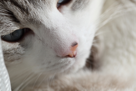 Closeup picture of cat faceの写真素材
