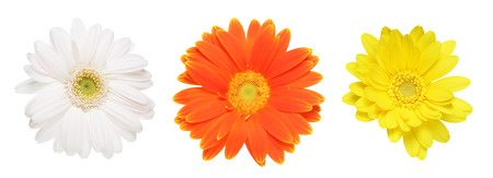 Flower head of the transvaal daisyの写真素材